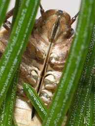 Attēlu rezultāti vaicājumam “Chlorochroa juniperina imago”