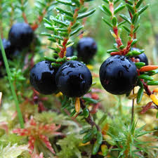 Attēlu rezultāti vaicājumam “Empetrum nigrum fruit”