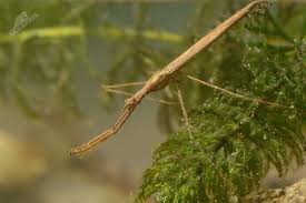 Attēlu rezultāti vaicājumam “Ranatra linearis”