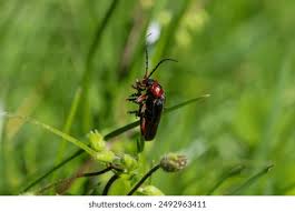 Attēlu rezultāti vaicājumam “Cantharis rustica imago”