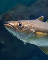 Image result for Pollachius pollachius