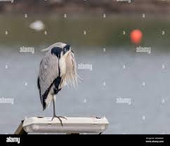 Attēlu rezultāti vaicājumam “Ardea cinerea adult”