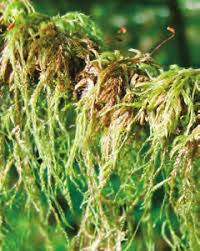 Attēlu rezultāti vaicājumam “Antitrichia curtipendula sporophyte”