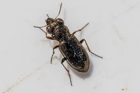 Attēlu rezultāti vaicājumam “Notiophilus germinyi”