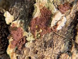 Attēlu rezultāti vaicājumam “Diderma chondrioderma”