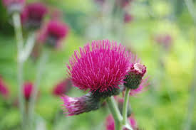 Attēlu rezultāti vaicājumam “Cirsium x rigens flower”