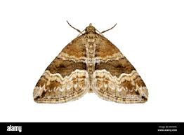 Attēlu rezultāti vaicājumam “Perizoma bifaciata”