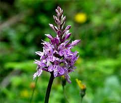 Attēlu rezultāti vaicājumam “Dactylorhiza maculata leaf”
