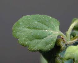 Attēlu rezultāti vaicājumam “Veronica persica leaf”