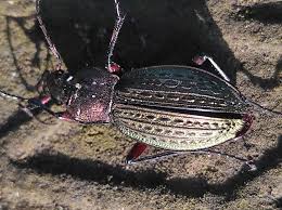 Attēlu rezultāti vaicājumam “Carabus cancellatus”