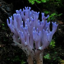 Attēlu rezultāti vaicājumam “Ramariopsis pulchella”