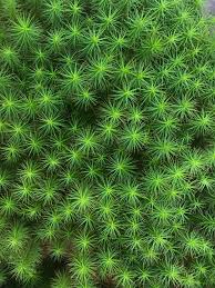 Attēlu rezultāti vaicājumam “Polytrichum commune”