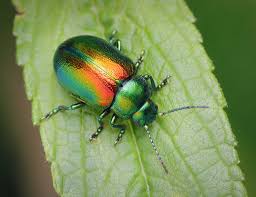 Attēlu rezultāti vaicājumam “Chrysolina fastuosa”