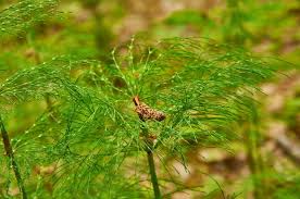 Attēlu rezultāti vaicājumam “Equisetum pratense”