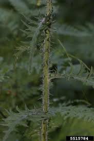 Attēlu rezultāti vaicājumam “Cirsium palustre leaf”