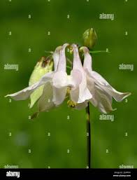 Image result for Akelei