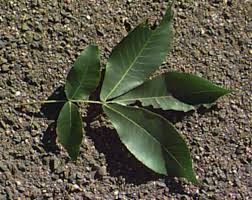 Attēlu rezultāti vaicājumam “Carya ovata leaf”