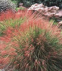 Attēlu rezultāti vaicājumam “Grimmia muehlenbeckii”