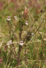 Image result for Euphrasia stricta