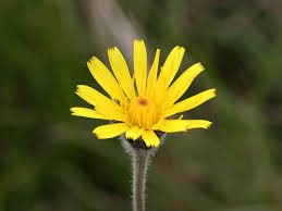 Attēlu rezultāti vaicājumam “Leontodon hispidus fruit”