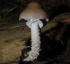 Attēlu rezultāti vaicājumam “Stropharia albocrenulata”