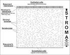 the human <b>corneal stroma</b>