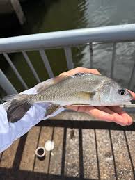 Image result for Aplodinotus grunniens