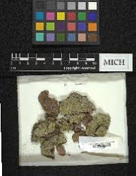 Attēlu rezultāti vaicājumam “Calicium viride”