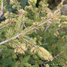 Attēlu rezultāti vaicājumam “Picea abies”