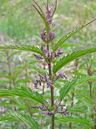 Attēlu rezultāti vaicājumam “Urtica dioica flower”