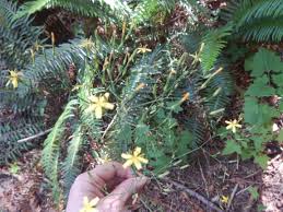 Attēlu rezultāti vaicājumam “Mycelis muralis”