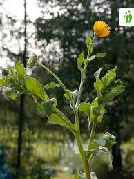 Attēlu rezultāti vaicājumam “Calendula officinalis leaf”