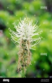 Attēlu rezultāti vaicājumam “Phyteuma spicatum flower”