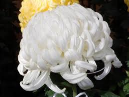 Attēlu rezultāti vaicājumam “Thuja occidentalis flower”