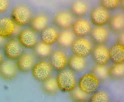 Attēlu rezultāti vaicājumam “Lycogala ustulatum macro”