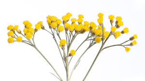 Attēlu rezultāti vaicājumam “Helichrysum arenarium leaf”