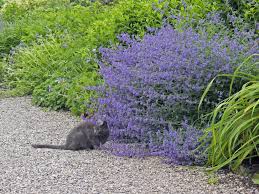 Image result for Katzenminze