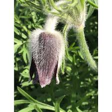 Attēlu rezultāti vaicājumam “Pulsatilla pratensis bud”