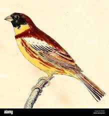 Image result for Emberiza aureola