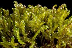 Attēlu rezultāti vaicājumam “Scorpidium scorpioides”