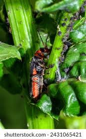 Attēlu rezultāti vaicājumam “Cantharis livida”