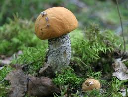 Attēlu rezultāti vaicājumam “Leccinum versipelle”