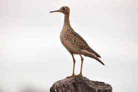 Image result for Bartramia longicauda