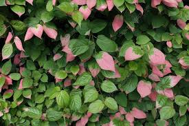 Attēlu rezultāti vaicājumam “Actinidia kolomikta”