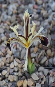 Attēlu rezultāti vaicājumam “Iris rosenbachiana flower”