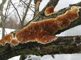 Attēlu rezultāti vaicājumam “Ceriporiopsis resinascens”