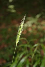 Attēlu rezultāti vaicājumam “Hordelymus europaeus leaf”