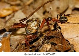 Attēlu rezultāti vaicājumam “Formica rufa pupa”