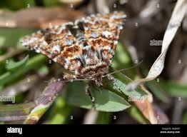 Attēlu rezultāti vaicājumam “Anarta myrtilli”