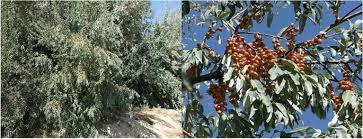 Attēlu rezultāti vaicājumam “Poa angustifolia fruit”